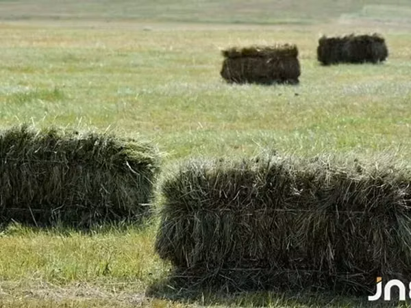 Խառը խոտի ևՅոնջեն տուկ