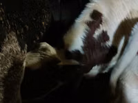 Toro, Simmental cattle — foto 4