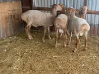 Ram, Sheep — photo 7