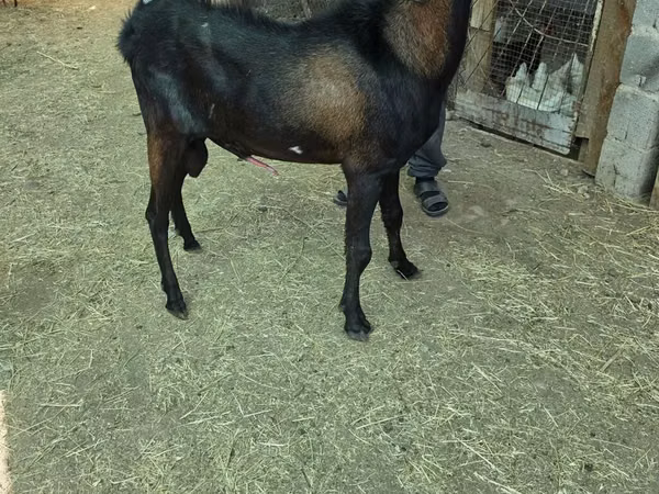 Billy Goat, Nubian Goat — Kyrgyzstan
