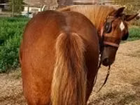 Horse (M), Horses — photo 1