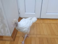 Turkeys — ছবি 4