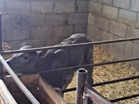 گاو ماده, Swiss cattle — عکس 3