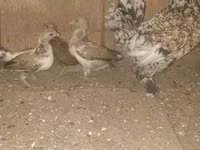 Japanese Bantam — sawirka 7