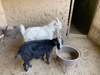 بز ماده, بز — عکس 3