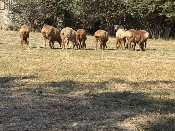 Sheep, Sheep — Kyrgyzstan