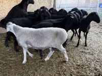 Ram, Hissar sheep — photo 4