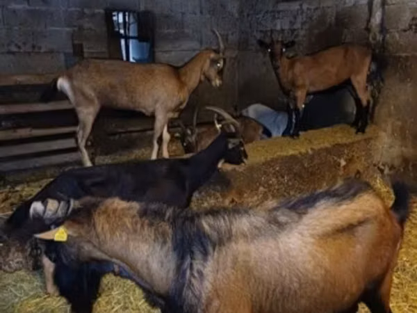 母山羊, Goats