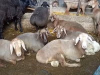 Ram, Sheep — photo 1