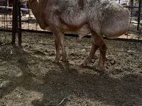 Koç, Edilbay sheep — foto 3