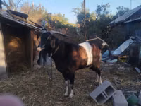بز نر, Nubian Goat — عکس 1