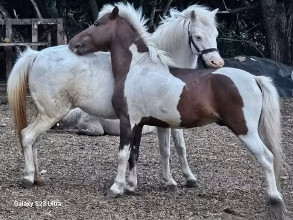 Merrie, Welsh Mountain Pony