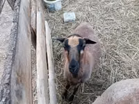 Sheep, Cameroon sheep — photo 1