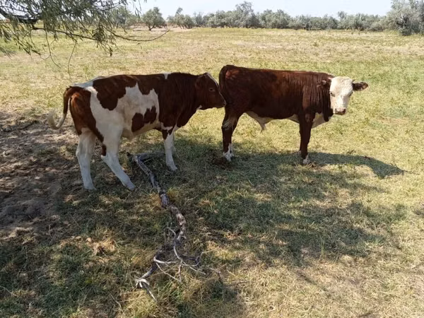 公牛, Simmental cattle — 哈萨克斯坦