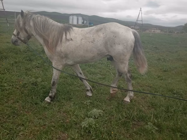 Horse (M), Horses — Kazakhstan