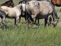 Mare, Kazakh horse — photo 6