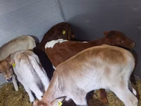 सांड, Simmental cattle — फ़ोटो 2