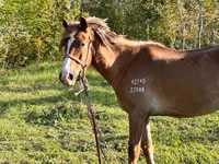 مادیان, Horse breed — عکس 5