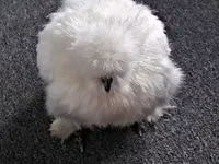Silkie — foto 4