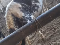 Toro, Russian Black pied cattle — foto 1