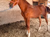 Ngựa đực, Anglo-Arabian — ảnh 3
