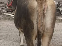 雌牛, Swiss cattle — 写真 7