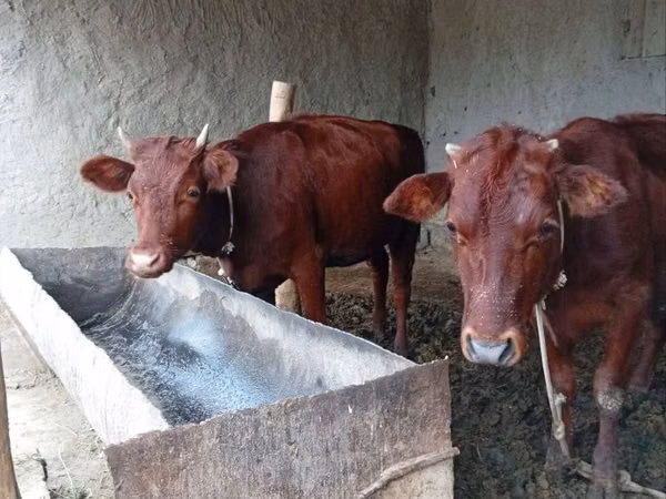 গাভী, গরু