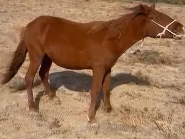 Horse (M), Horses