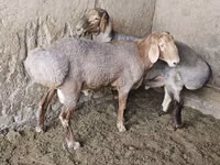 Kambing jantan, Sheep — foto 1