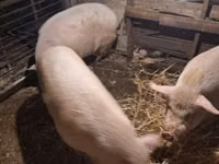 Porcs (lot, sexe non indiqué) — photo 1