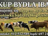 Cow, Cattle — photo 4