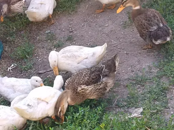 Ducks — Вірменія