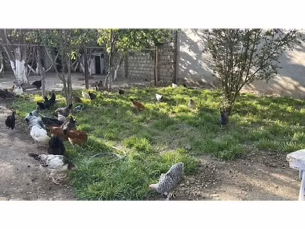 Chickens — جمهوری آذربایجان