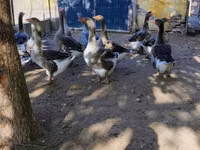 Geese — photo 1