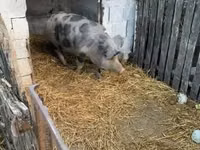 Locha, Świnie — zdjęcie 8