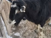 Billy Goat, Alpine goat — photo 1