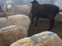 Ram, Hissar sheep — photo 6