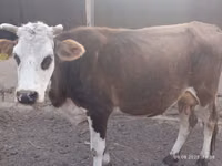 Cow, Simmental cattle — photo 2