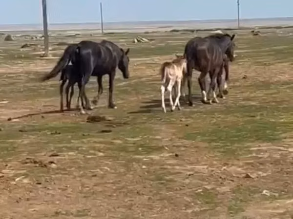Mare, Horses — Kazakhstan