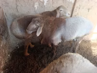Domba (batch, jenis kelamin tidak disebutkan), Arashan sheep — foto 2