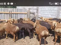 قوچ, Kazakh fat-tailed coarsewool sheep — عکس 3