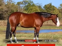 Άλογο, Quarter Horse — φωτογραφία 1