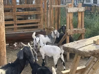 Koza, Alpine goat — foto 6