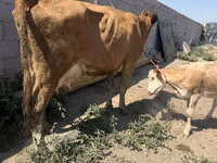 गाय, Swiss cattle — फ़ोटो 4