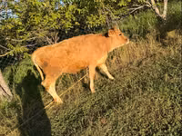 सांड, मवेशी — फ़ोटो 2
