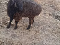 Kambing jantan, Sheep — foto 2