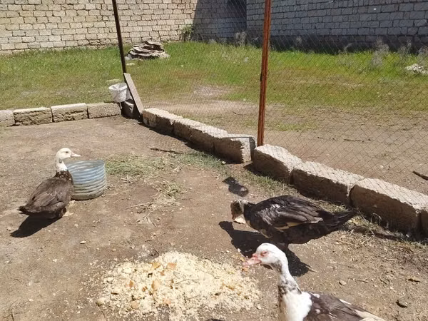 مسکوی خانگی — جمهوری آذربایجان