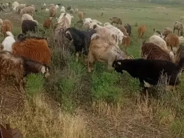 Capra, Capre — Armenia