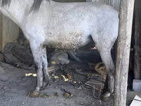 Kuda betina, Horses — foto 5