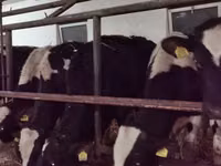 Toro, Russian Black pied cattle — foto 2